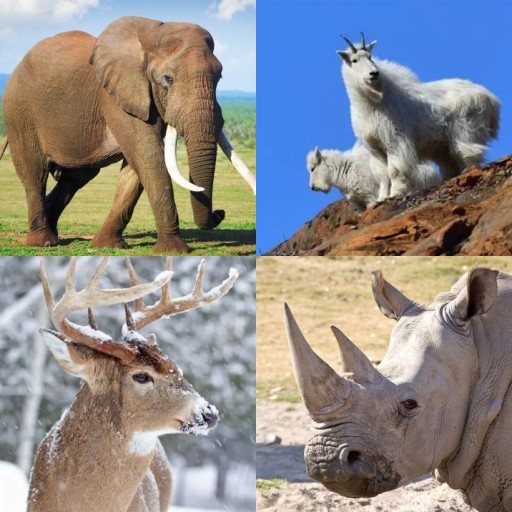 HICH:Which animal does not have horns?