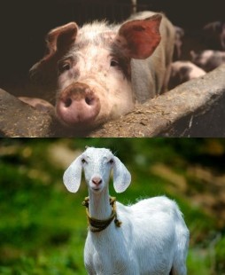 HICH:Which farm animal has curly tail and loves mud?