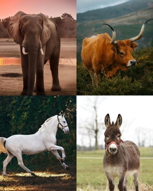 HICH:Which big animal is used for ploughing fields in villages?