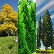 HICH:Fastest growing tree.