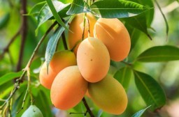 HICH:Why is mango called the 