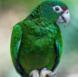HICH:Which bird is known for its ability to mimic human speech?