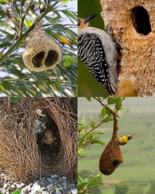 HICH:birds that build the most unique nests 
Pick save house?