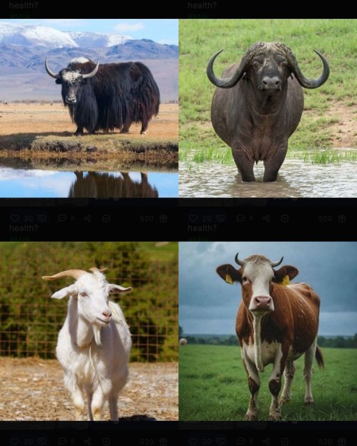 HICH:National animal of Nepal is C....