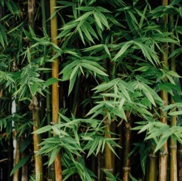 HICH:What is the tallest type of grass?