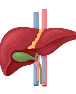 HICH:Which organ in the human body is primarily responsible for detoxification?