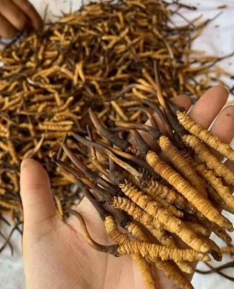 HICH:What is the name of this medcinal plant?