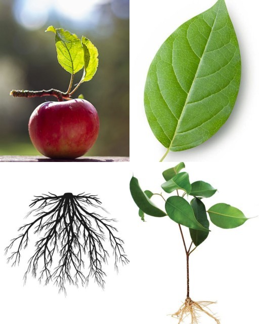 HICH:If you have power to became any one parts of plant which part you want to be ?
