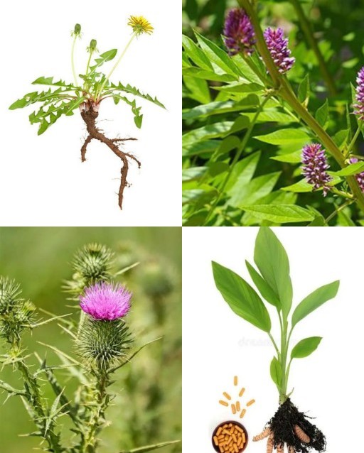 HICH:What are the herbs that improve liver health?