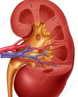 HICH:What part of the human body is primarily responsible for filtering blood?