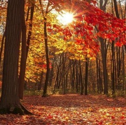 HICH:Which season comes after summer?