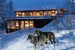 HICH:What would you feel if you heard the eerie howl of wolves outside your window at night?