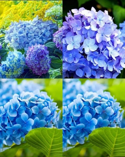 HICH:Color of flowers.