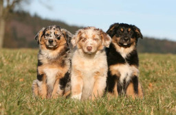 HICH:What kind of dog do you like?