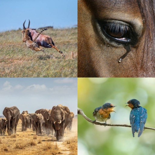 HICH:What silent brilliance lies in animal minds than human thought through instinct emotion & untaught wisdom?