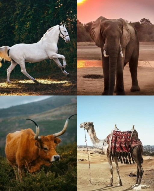 HICH:Which animal helps carry water and lives in desert areas?
