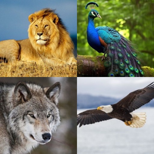 HICH:Which animal will you want to be in your next life?