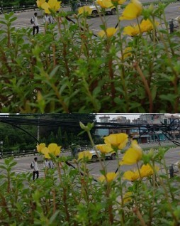 HICH:Terrace
