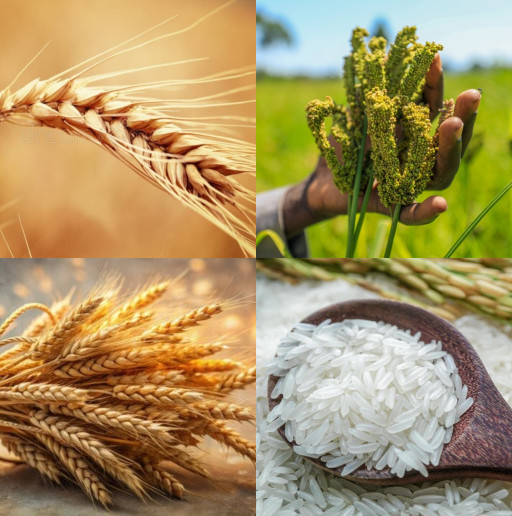 HICH:Staple grains provide unique sources of fiber, protein, and essential vitamins, which one is your favourite?