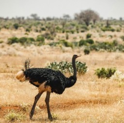 HICH:Which of the following is the largest living bird in the world?