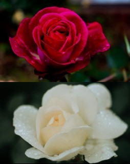 HICH:#Hich
Which of the two flowers below would you choose? #friendship #flowers