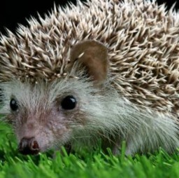 HICH:Simple Animal Quiz!