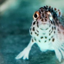 HICH:Water Animals