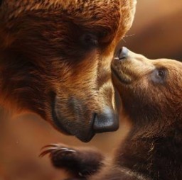 HICH:Animals and their Babies.