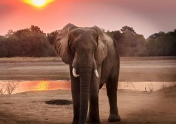 HICH:Which mammal is known to have the longest pregnancy?