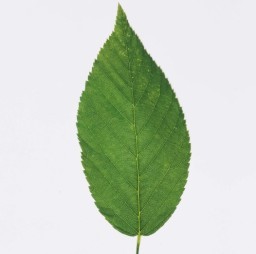 HICH:Which part of the plant conducts photosynthesis?