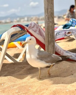 HICH:👀🐦👀🐦👀🐦👀🐦😁🤣🏝️🏖️🏝️🏖️