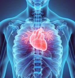 HICH:Which side of the heart pumps blood to the lungs?