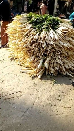 HICH:Daikon (Mula) Farming .
