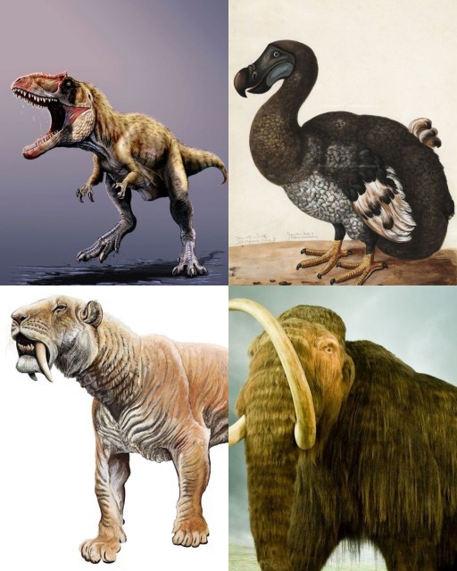 HICH:Which extinct creature should return?