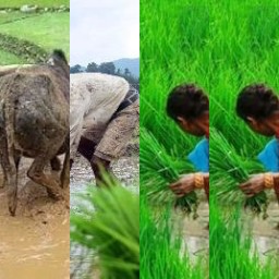HICH:अन्नदाता , धरती पुत्र,किसानको महिमा
Nepalese people in summer season,💪