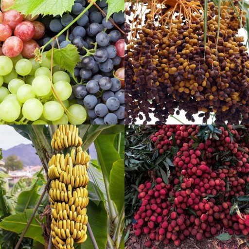 HICH:🍇🌴🍌🍒 One fruit,one origin,one love which one wins your heart?
#fruitsLover     #seasonalFruits