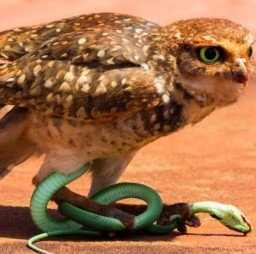 HICH:Which nocturnal animal can rotate its head up to 270 degrees?
