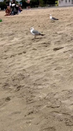 HICH:🐦🌊🐦🌊🐦🌊🐦🌊🐦🌊🐦🌊🐦