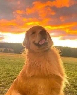 HICH:Golden sunset??