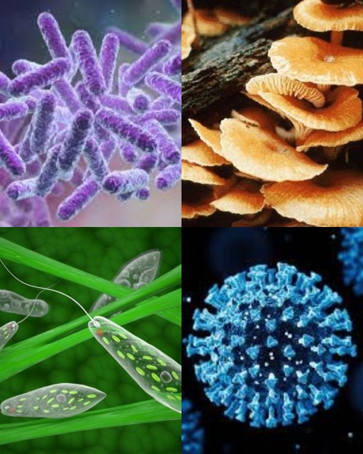 HICH:Which of the following is an  acellular microorganisms ?