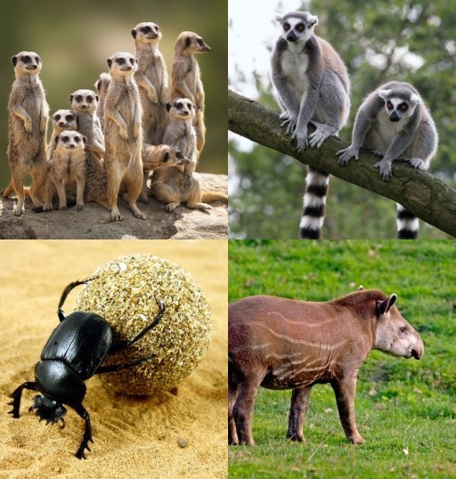 HICH:Quiz: which of the following is the part of mongoos family ?