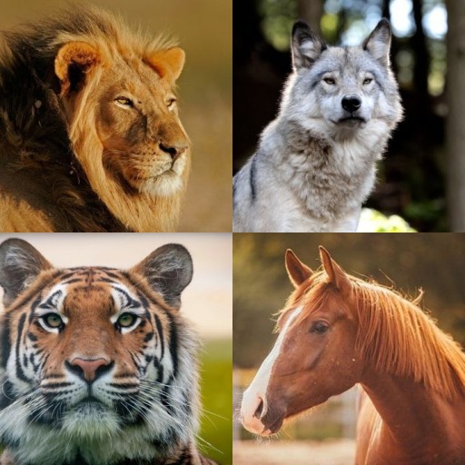 HICH:Which animal cannot be tamed?