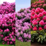 HICH:Which one beautiful rhododendron?