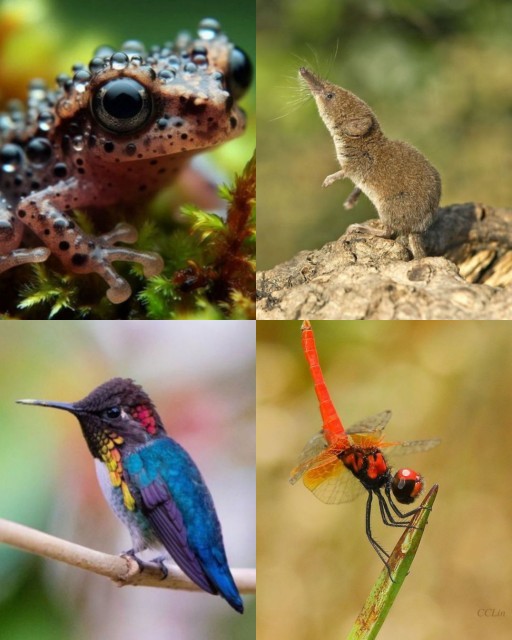 HICH:Which of these is the smallest animal in the world?