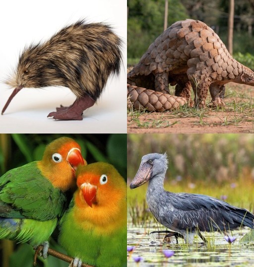 HICH:Which of the following is lovebird ?