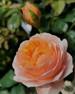 HICH:#HICH
Choose the correct answer, What is the name of the flower below?
