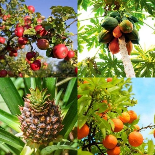 HICH:Which fruit takes two years to ripen?