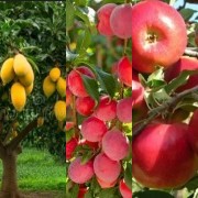HICH:Fruits & Trees.