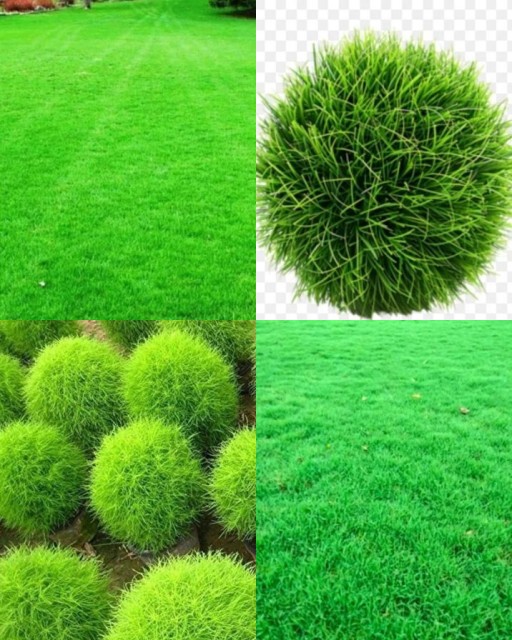 HICH:Which bermuda (dubo) grass.