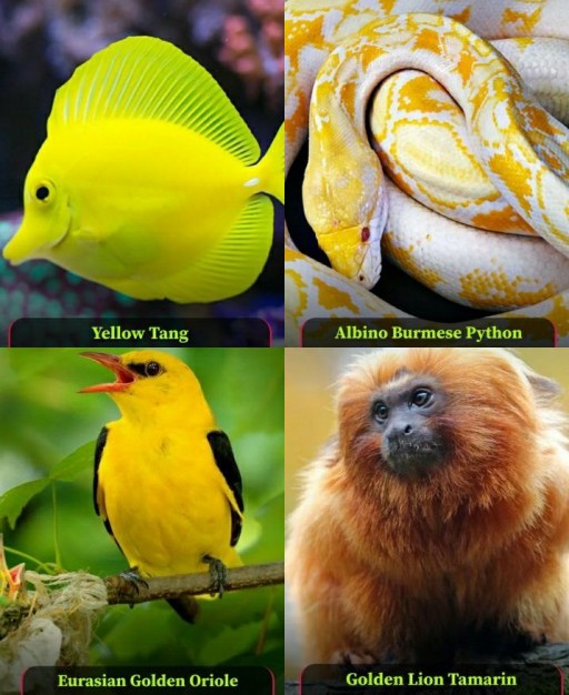 HICH:Enigmatic yellow animals (Yellowmals)...!